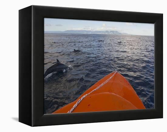 Dolphins Swimming with a Boat, Savo Island, Solomon Islands, Pacific-Michael Runkel-Framed Premier Image Canvas