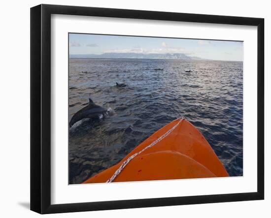 Dolphins Swimming with a Boat, Savo Island, Solomon Islands, Pacific-Michael Runkel-Framed Photographic Print