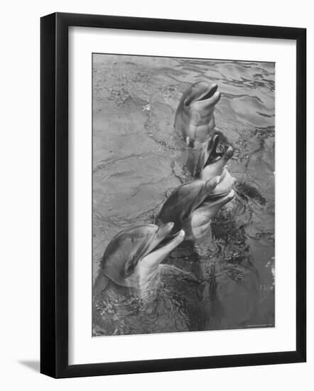 Dolphins Waiting For Fish Handout at Marineland-Peter Stackpole-Framed Photographic Print