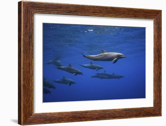 Dolphins-Barathieu Gabriel-Framed Giclee Print