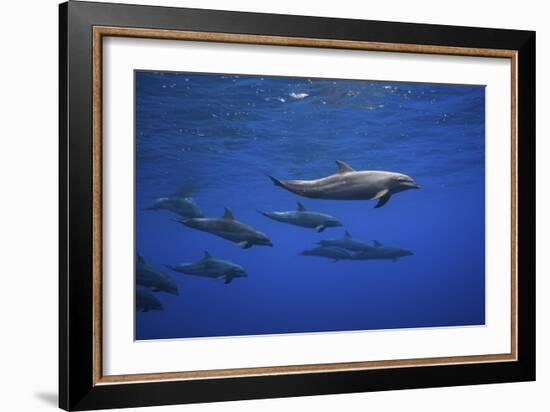 Dolphins-Barathieu Gabriel-Framed Giclee Print