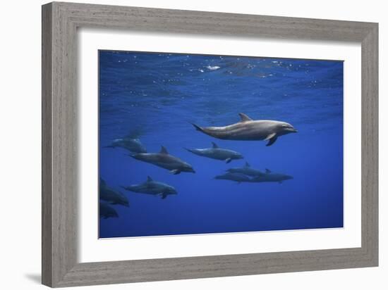 Dolphins-Barathieu Gabriel-Framed Giclee Print
