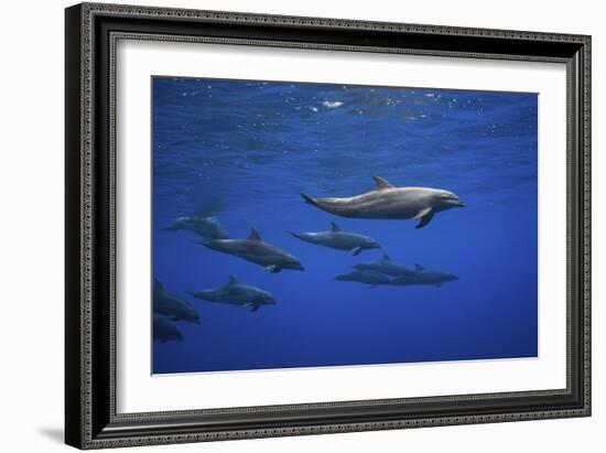 Dolphins-Barathieu Gabriel-Framed Giclee Print