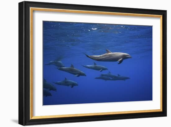 Dolphins-Barathieu Gabriel-Framed Giclee Print