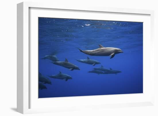 Dolphins-Barathieu Gabriel-Framed Giclee Print