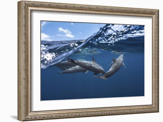 Dolphins-Barathieu Gabriel-Framed Giclee Print