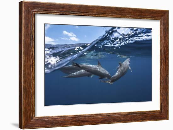 Dolphins-Barathieu Gabriel-Framed Giclee Print