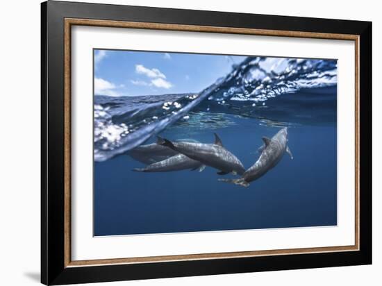 Dolphins-Barathieu Gabriel-Framed Giclee Print