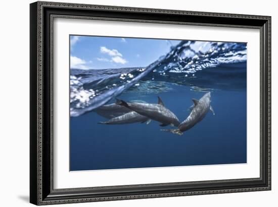 Dolphins-Barathieu Gabriel-Framed Giclee Print