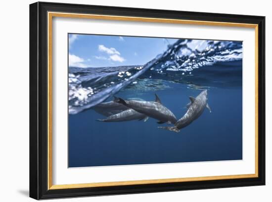 Dolphins-Barathieu Gabriel-Framed Giclee Print