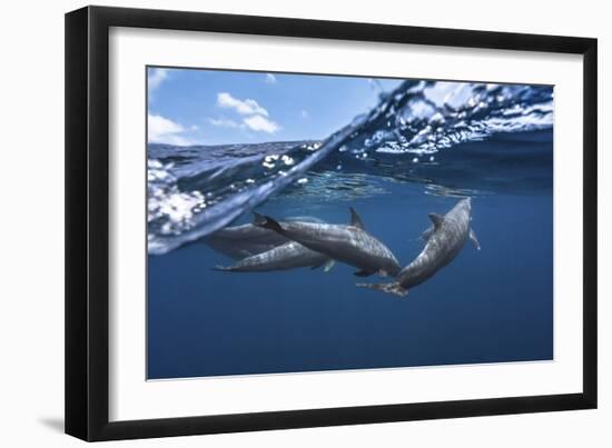 Dolphins-Barathieu Gabriel-Framed Giclee Print