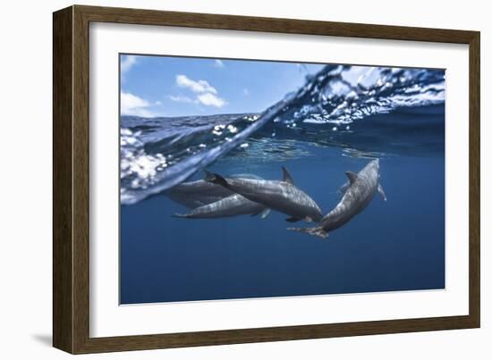 Dolphins-Barathieu Gabriel-Framed Giclee Print