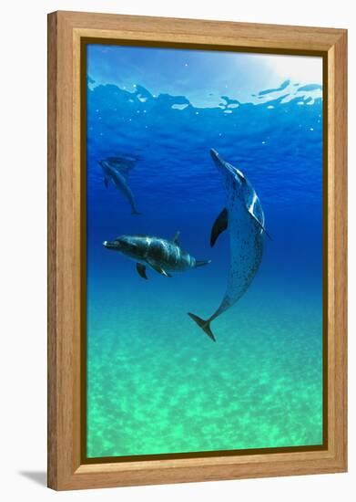 Dolphins-null-Framed Premier Image Canvas