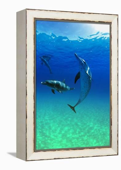 Dolphins-null-Framed Premier Image Canvas