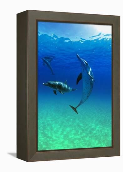 Dolphins-null-Framed Premier Image Canvas