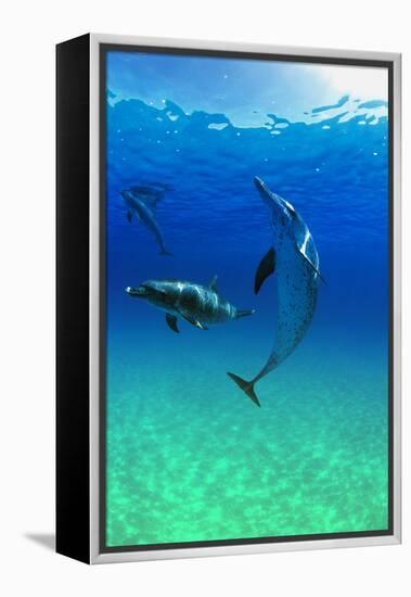 Dolphins-null-Framed Premier Image Canvas