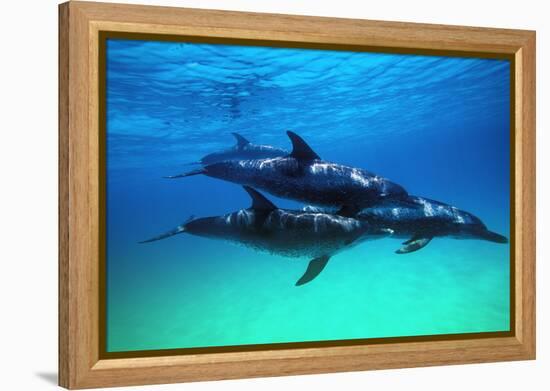 Dolphins-null-Framed Premier Image Canvas