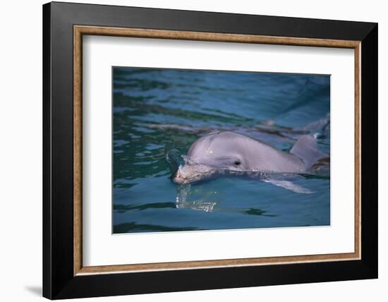 Dolphins-DLILLC-Framed Photographic Print