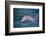 Dolphins-DLILLC-Framed Photographic Print