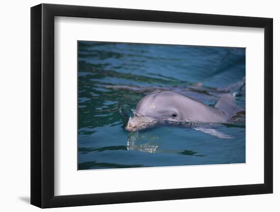 Dolphins-DLILLC-Framed Photographic Print