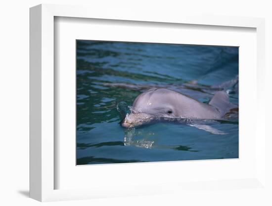 Dolphins-DLILLC-Framed Photographic Print