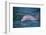 Dolphins-DLILLC-Framed Photographic Print