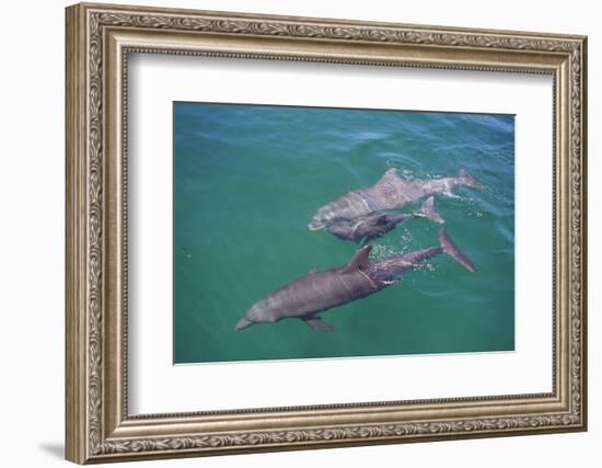 Dolphins-DLILLC-Framed Photographic Print