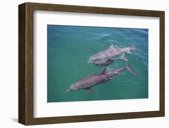 Dolphins-DLILLC-Framed Photographic Print