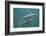 Dolphins-DLILLC-Framed Photographic Print