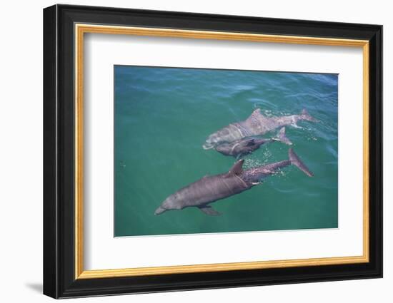 Dolphins-DLILLC-Framed Photographic Print