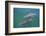 Dolphins-DLILLC-Framed Photographic Print