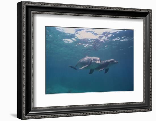 Dolphins-DLILLC-Framed Photographic Print