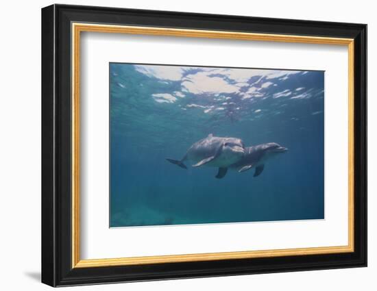 Dolphins-DLILLC-Framed Photographic Print