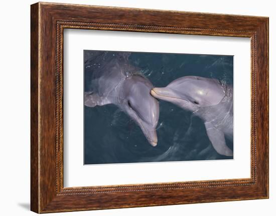 Dolphins-DLILLC-Framed Photographic Print