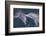 Dolphins-DLILLC-Framed Photographic Print