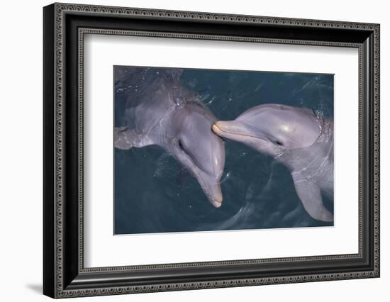 Dolphins-DLILLC-Framed Photographic Print