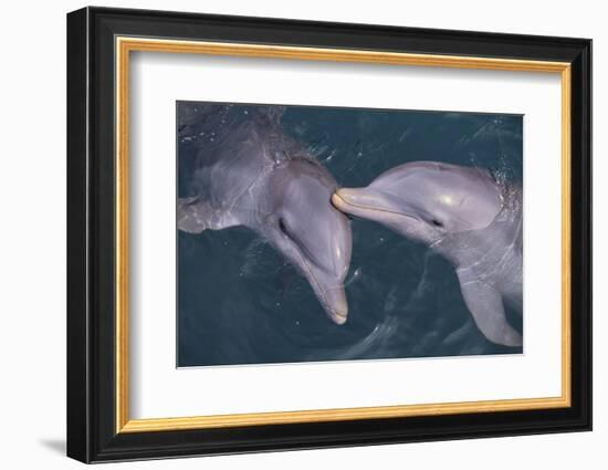 Dolphins-DLILLC-Framed Photographic Print