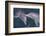 Dolphins-DLILLC-Framed Photographic Print