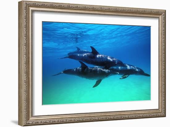 Dolphins-null-Framed Photographic Print