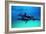 Dolphins-null-Framed Photographic Print