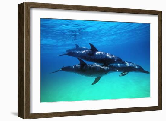Dolphins-null-Framed Photographic Print