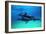 Dolphins-null-Framed Photographic Print