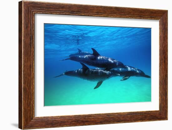 Dolphins-null-Framed Photographic Print