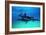 Dolphins-null-Framed Photographic Print