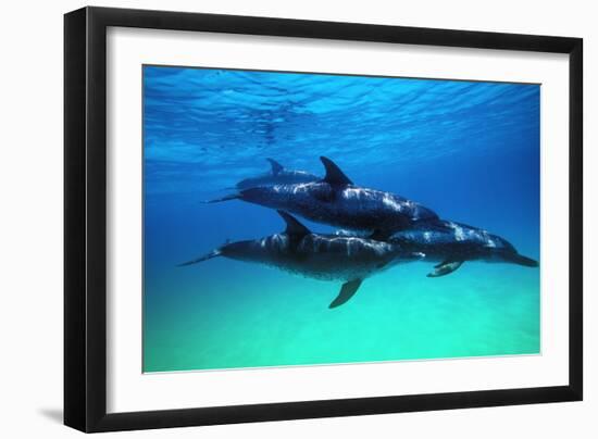 Dolphins-null-Framed Photographic Print