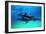 Dolphins-null-Framed Photographic Print