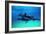 Dolphins-null-Framed Photographic Print