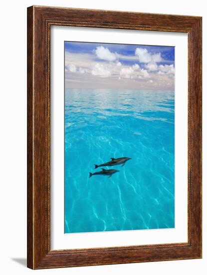 Dolphins-null-Framed Photographic Print