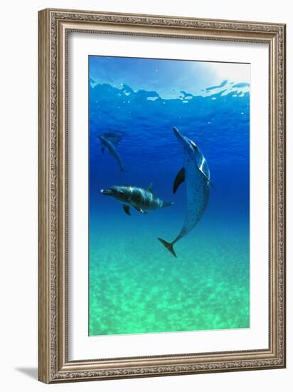 Dolphins-null-Framed Photographic Print