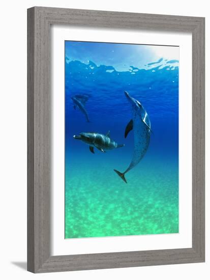 Dolphins-null-Framed Photographic Print